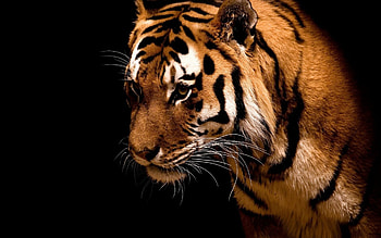 tiger splendor, Immersive tiger visuals HD wallpaper