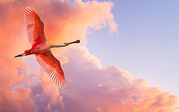 Pink Pelicans, pelican, birds, pink, sky, wings, flying HD wallpaper