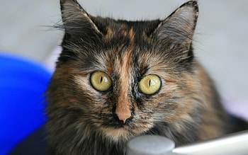 Animals, Cats HD wallpaper