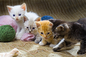Four kittens, animal, playing, animals, cats, cute, kittens HD wallpaper