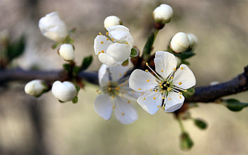 Flowers, Macro, Bloom, Flowering, Branch, Spring HD wallpaper