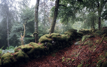 Nature, autumn, forest HD wallpaper