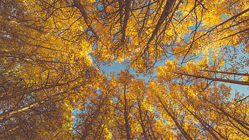 Aspen Tree, Fall foliage, Autumn beauty, Nature's canvas HD wallpaper