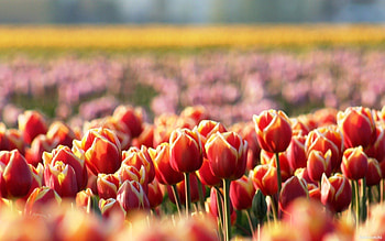 Plants, Flowers, Tulips HD wallpaper