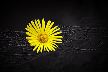 Yellow Flower Fence Dark Black Background, flowers, yellow, dark, background HD wallpaper