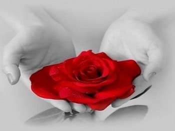 day, rose, beauty, flower HD wallpaper