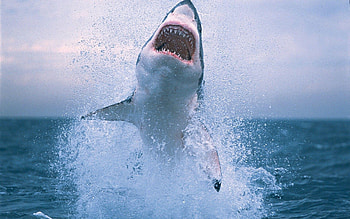 Breach, Great White Sharks HD wallpaper