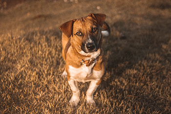 Animals, Dog, Muzzle, Sight, Opinion, Sunlight HD wallpaper