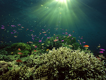 Landscape, Sea, Fishes HD wallpaper