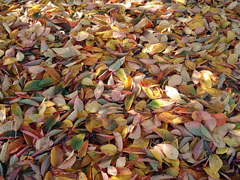 Plants, Background, Leaves HD wallpaper