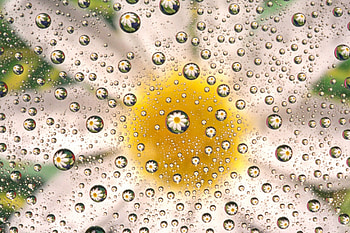 Daisy, white, drops, flower, yellow, texture, glass, bubble, water HD wallpaper