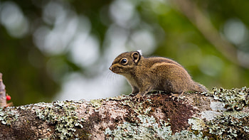 Gopher of Berdmore, Animal, gopher HD wallpaper