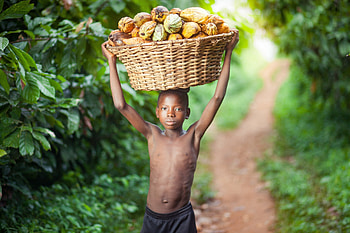 Nestle offers, African cocoa farmers, Cash, Child labor HD wallpaper