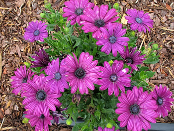 Flowers, Lilac, Greens, Purple, Sawdust HD wallpaper