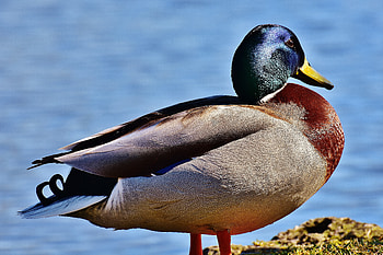 Animals, Bird, Beak, Duck HD wallpaper