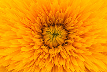 Flowers, Flower, Petals, Close-Up HD wallpaper