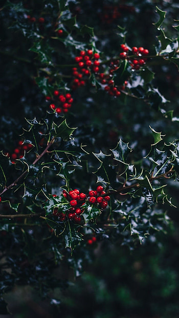 Holly Tree, Christmas , Festive ideas, Holiday cheer HD phone wallpaper