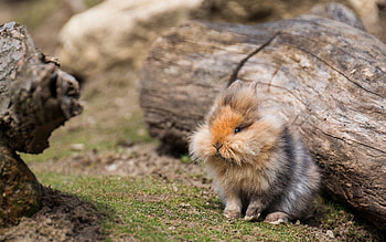 Animals, Grass, Rabbit, Logs HD wallpaper