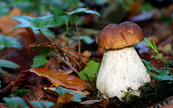 Plants, Mashrooms HD wallpaper