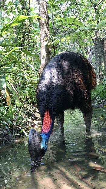 Cassowary admiration, Avian wonder, Fascinating bird species, Nature's marvel HD phone wallpaper