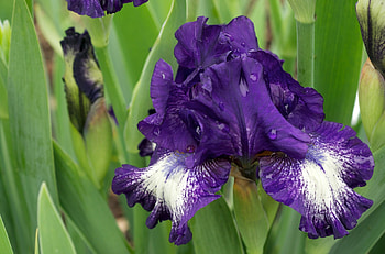 Flowers, Drops, Flower Bed, Flowerbed, Freshness, Irises HD wallpaper