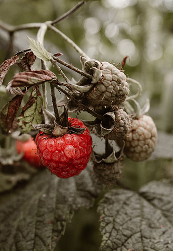 Food, Raspberry, Bush, Berry HD phone wallpaper