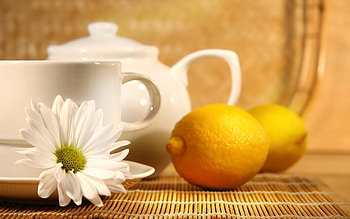 Lemons, Objects, Camomile HD wallpaper