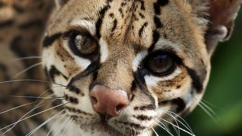 Ocelot , HQ , Wildcat perfection, Mesmerizing details HD wallpaper