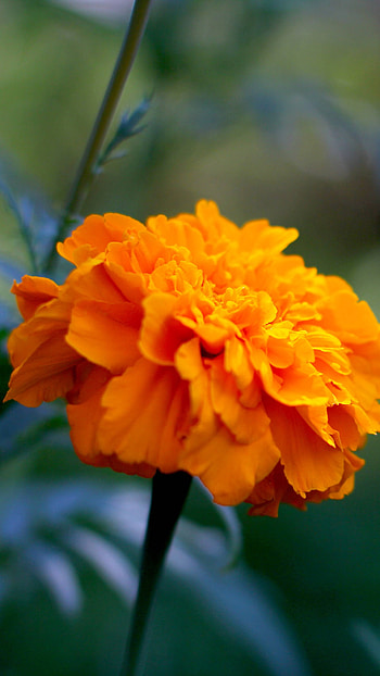 Marigold, Orange Flower HD phone wallpaper