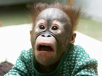 un drole de singe, animal, singe, humour, drole HD wallpaper