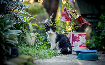 Cat, garden, kitten, animal HD wallpaper