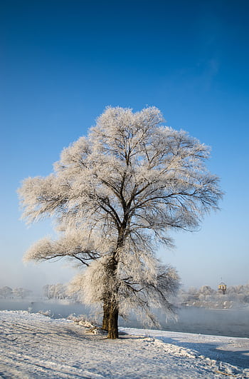 A solitary snow-covered tree stands majestically in a serene winter landscape beneath a clear blue sky. HD phone wallpaper