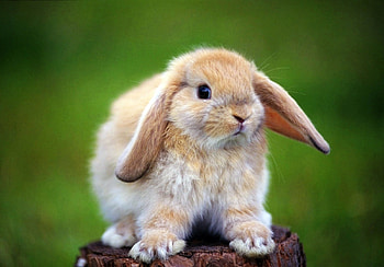 Animals, Rabbits HD wallpaper
