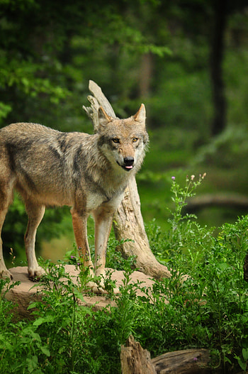 Funny, Animals, Predator, Wolf, Protruding Tongue, Tongue Stuck Out HD phone wallpaper