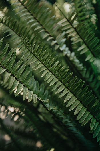 Leaves, Plant, Macro, Fern HD phone wallpaper