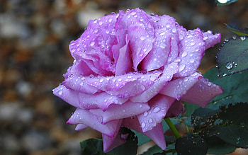 Purple Rose, rose, purple, nature, flower HD wallpaper