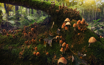 Mushrooms, nature, forest, fungi HD wallpaper