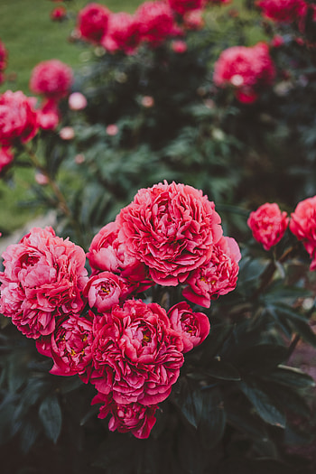 Flowers, Pink, Peonies, Plant, Bloom, Flowering HD phone wallpaper