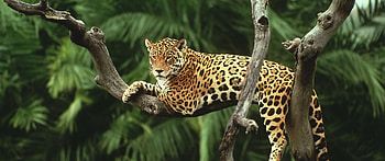 Jungle Animal, Stunning animal , Nature's diverse beauty, Captivating backgrounds HD wallpaper