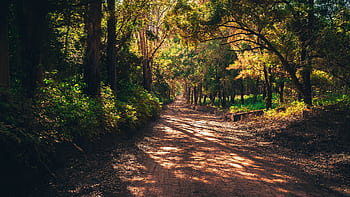 A serene forest trail illuminated by sunlight through lush green trees, perfect for relaxation. HD wallpaper