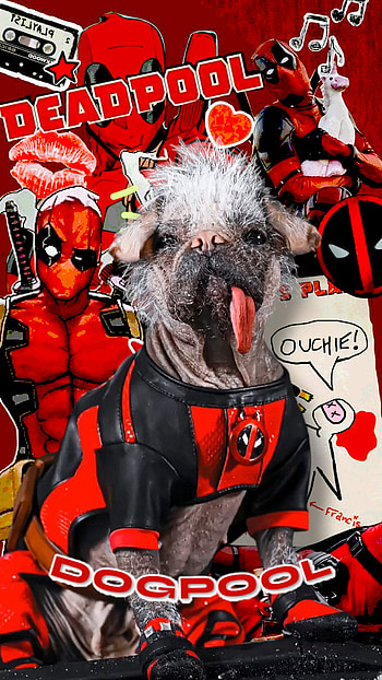 Dogpool, Deadpool & Wolverine, Deadpool HD phone wallpaper