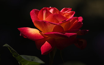 Plants, Flowers, Roses HD wallpaper