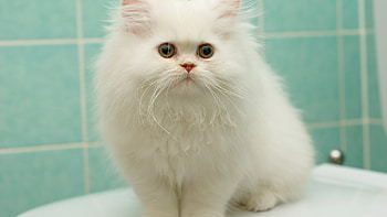 Animals, Cats HD wallpaper