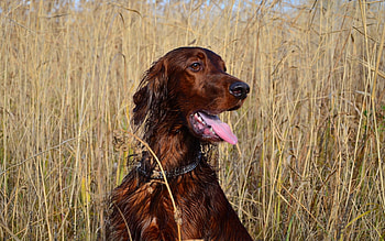 Animals, Grass, Dog, Rest, Relaxation, To Stand, Stand, Setter HD wallpaper