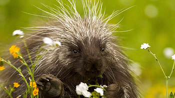 Animals, Grass, Porcupine, Thorns, Prickles HD wallpaper