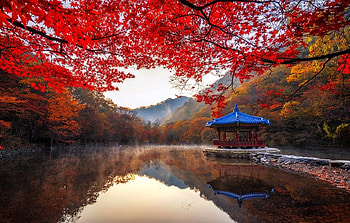 Autumn in Naejangsan National Park , South Korea, Forest, Calm, Park, Foliage, Maple HD wallpaper