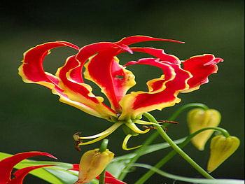 lily, egzotic, flower, red, flame HD wallpaper
