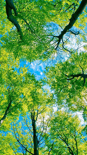 Green trees, Nature , Nature background, Outdoor scenery HD phone wallpaper