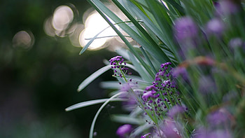 Bokeh, flowers, splendor, light HD wallpaper