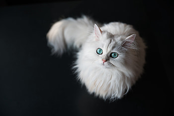 ღ❤ღ, animal, kitten, cute, cat HD wallpaper